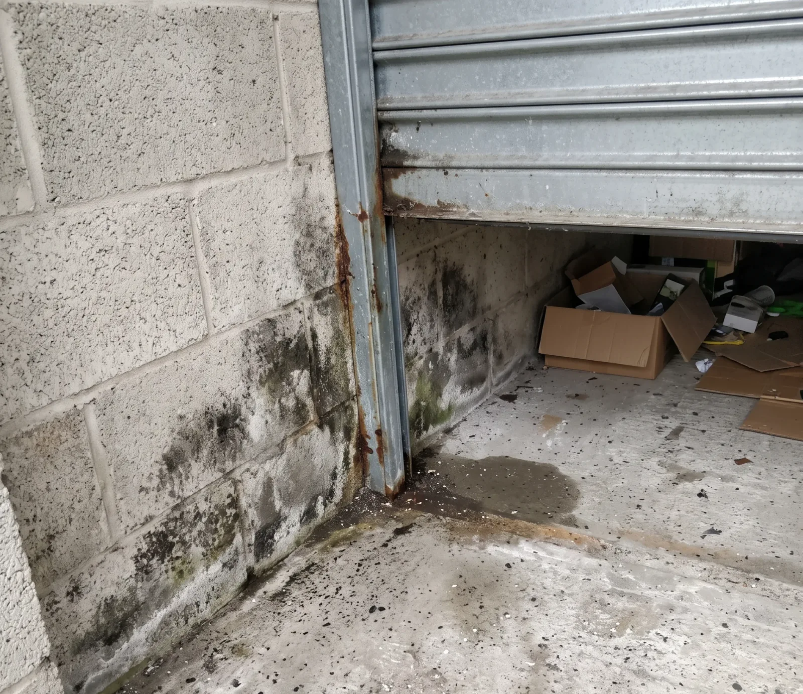 Is Black Mold Dangerous? What Tempe Homeowners Should Know